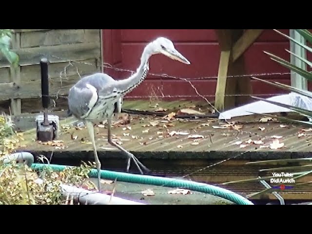 Cunning grey heron outsmarts the electric fence, electric heron defense for the fish pond