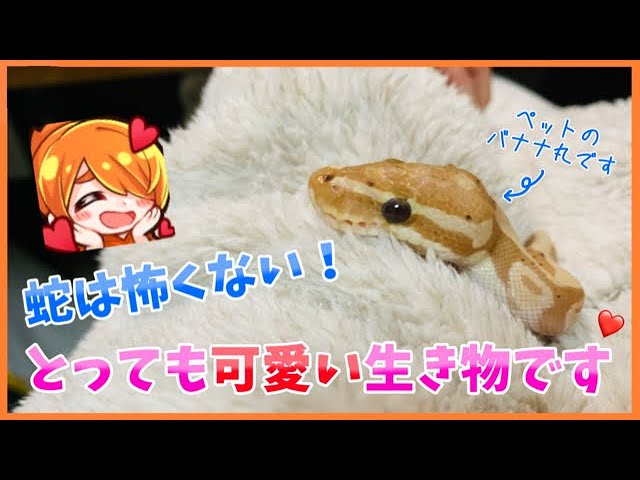 【日常】ペットの蛇ちゃんが大人し過ぎるので見て下さい/Look at my pet snake because it's too calm person