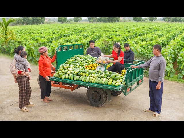 Harvesting 150KG Clean Cucumber & Orange Use 3-Wheeled Truck Transport Go To Market Sell