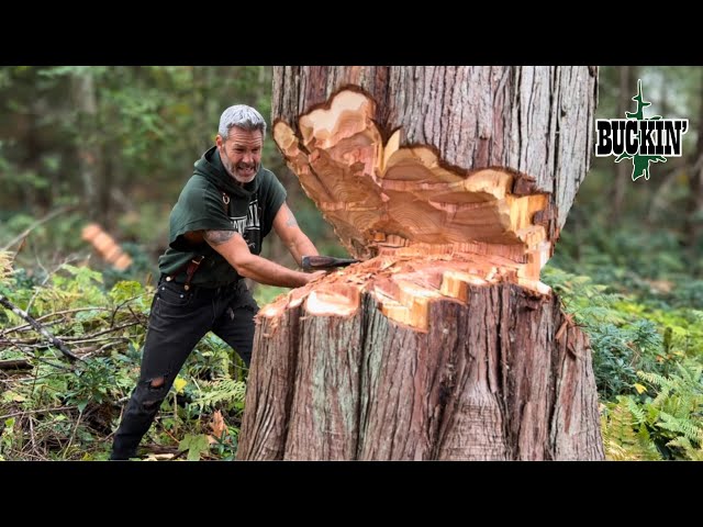 The BIGGEST Tree I’ve Ever Chopped Down With an Axe 