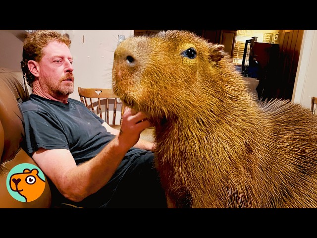 Wild Capybara Thinks He Rules The House. And He Does! | Cuddle Buddies