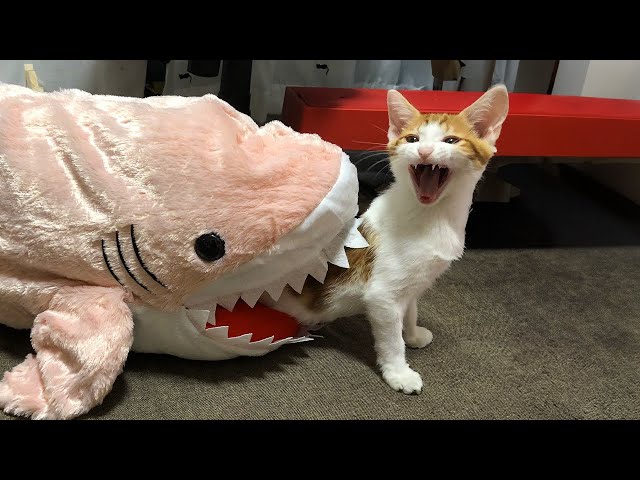 Watch these DRAMATIC CATS on the Internet - Best Funniest Cat Videos of Week