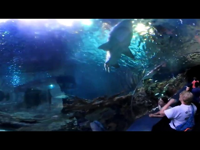 360 VR  with the Sharks at Rippley's Aquarium