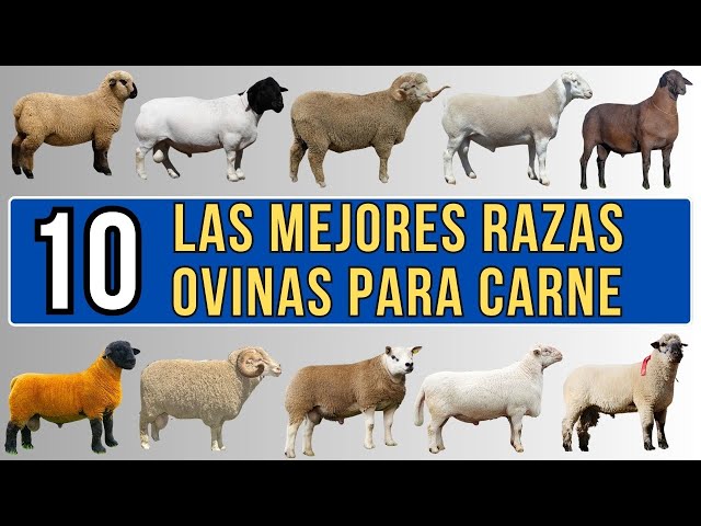 10 mejores razas ovinas para carne del mundo.