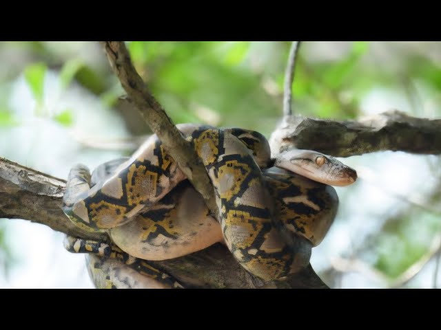Python Reticulated Python #python #wildlife #africa #china #london #europe #forest #japan #india 