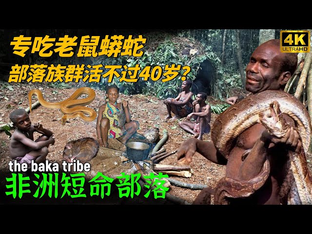 The Short-lived Tribe in the African Rainforest: Yet Rarely Survive Past 40!