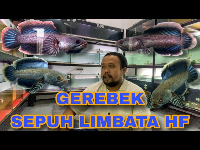 GEREBEK GALERI RATUSAN JUTA‼️ SEPUHH LIMBATA HF‼️ IKAN LIMBATA HARGA PULUHAN JUTA BANYAK DISINI‼️🔥🔥
