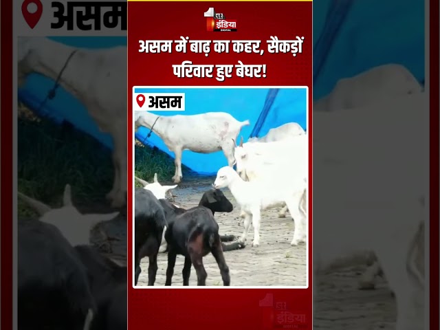 Assam Flood: असम में बाढ़ का कहर, सैकड़ों परिवार हुए बेघर! | Waterlogging | Heavy Rain |Monsoon 2026