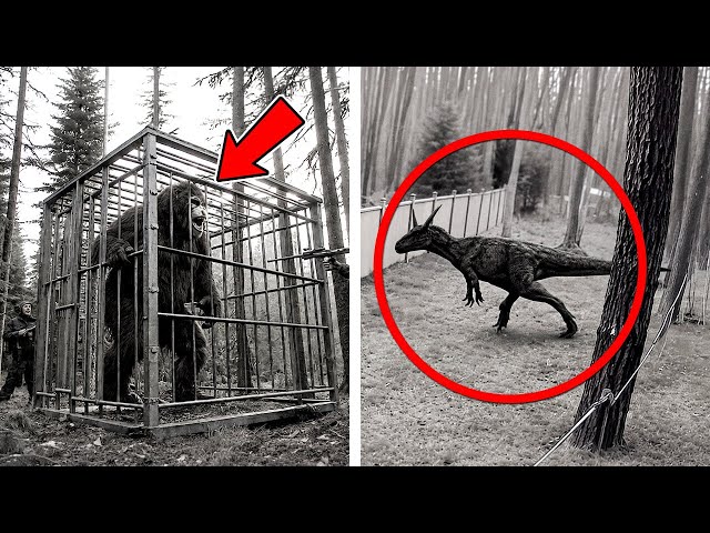 THIS IS NOT AI : 6 Most Mysterious Last Photos of Extinct Animals