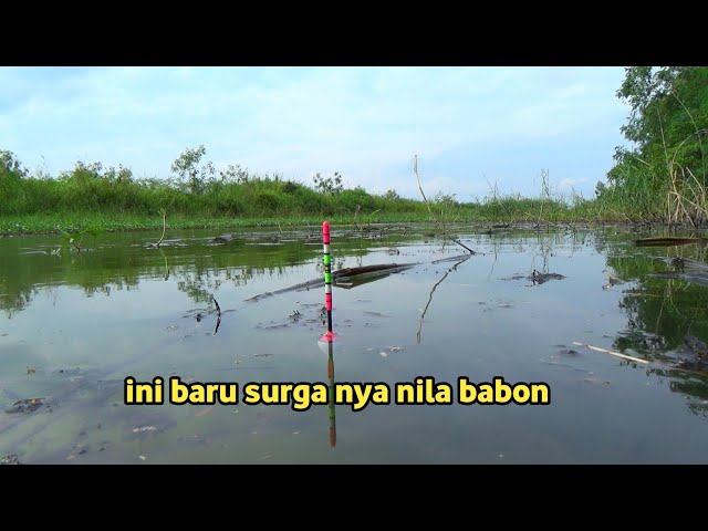 Penuh Ketegangan!! Mancing nila babon di spot yang tak pernah terjamah manusia