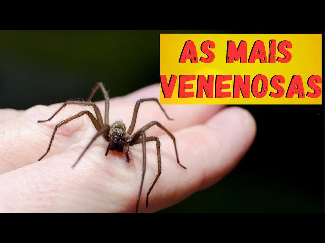 ARANHAS MAIS VENENOSAS! QUAIS ARANHAS SÃO REALMENTE PERIGOSAS? ONDE VIVEM?