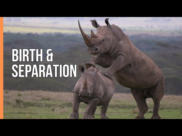 White Rhino Family | Birth and Independence | Wildlife Documentary