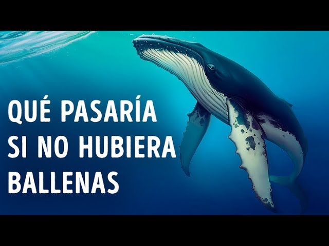 ¿Qué pasaría si no hubiera ballenas en la Tierra?