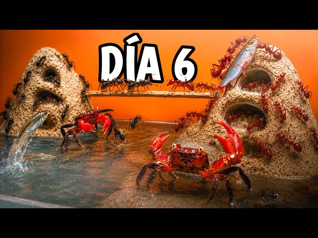 I Created an Ant City! Who Will Conquer the Territory and Catch the Fish?