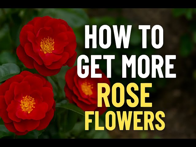 How to Get More Rose Flowers!