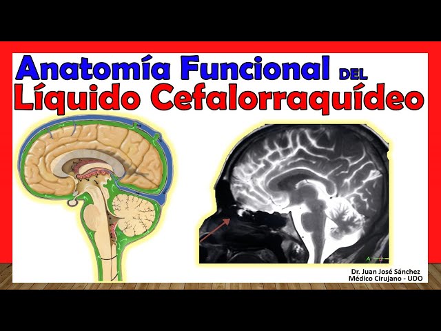 🥇 LÍQUIDO CEFALORRAQUÍDEO. Anatomía Funcional - ¡Explicación Sencilla!