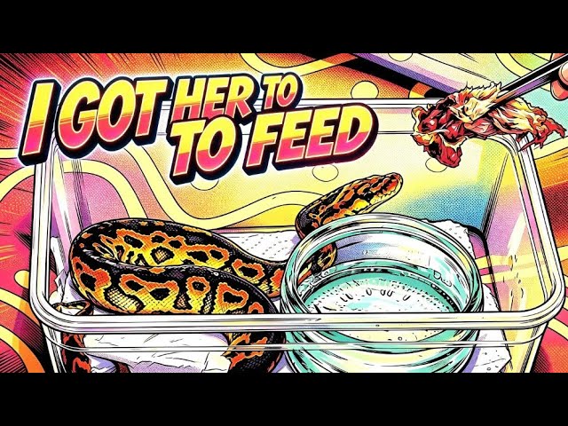 Ball Python Hatchling SUCCESS – I Got Her To Feed! 🐍 