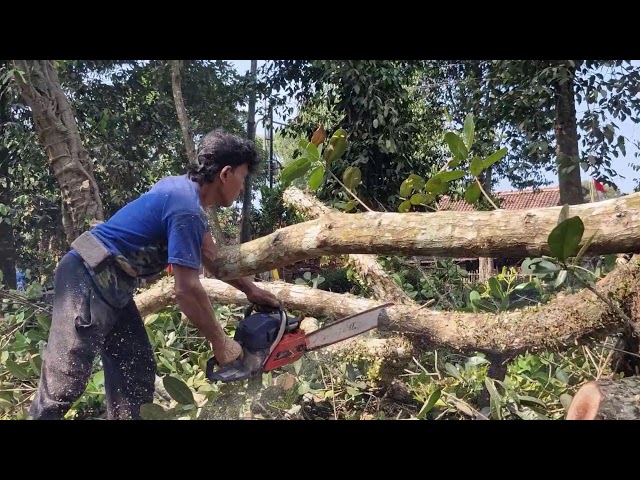 SUPER-EFFICIENT Chainsaw Cutting! Effortlessly Cut Through Tree Trunks