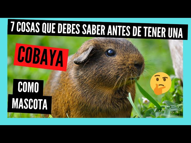 COSAS que DEBES SABER antes de tener una COBAYA