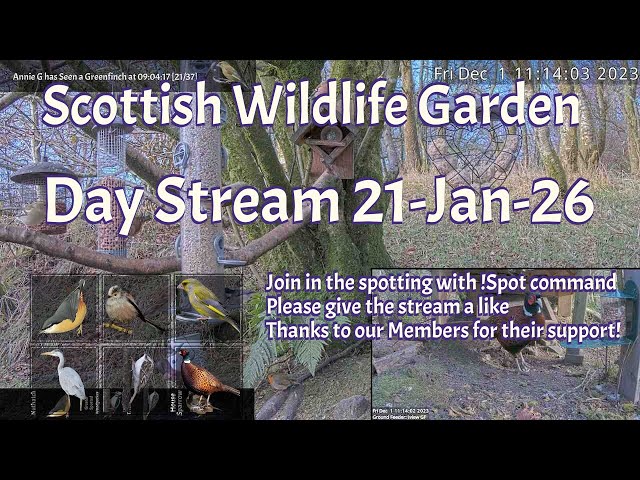 LIVE 🔴 Bird Feeders, Wildlife Cameras Scotland UK from Scottish Wildlife Garden