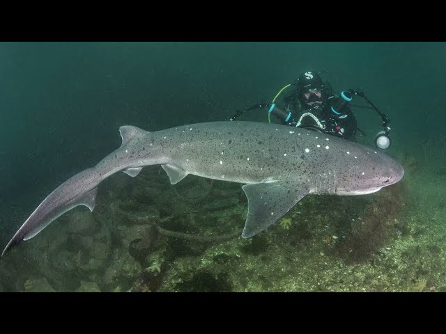 Weekly Wildlife Shark Week: Featuring 10 Incredible Cartilaginous Fish