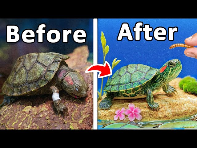 I Rescued a Baby Turtle From an Illegal Animal Market