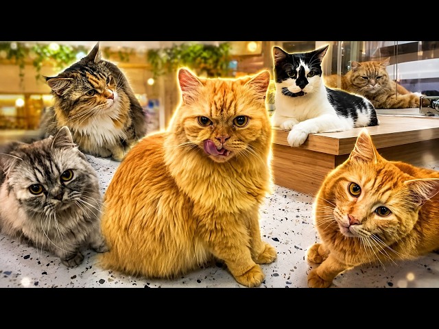 Funny Cats Being Cats | The Funniest & Cutest Cat Moments Compilation