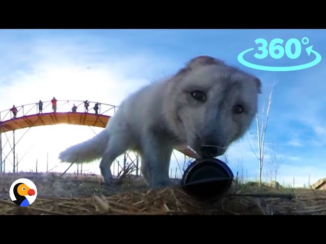 Foxes 360°: Rescue Fox Steals Camera | The Dodo VR