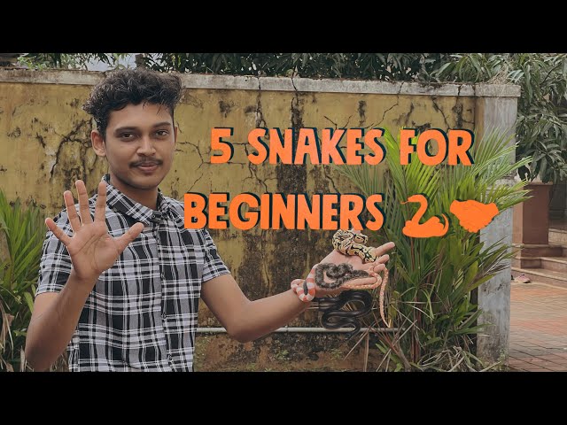 Biginners snakes | തുടക്കകാർക് വളർത്താൻ പറ്റിയ 5 വളർത്തു പാമ്പുകൾ | Hisham 💪🐍