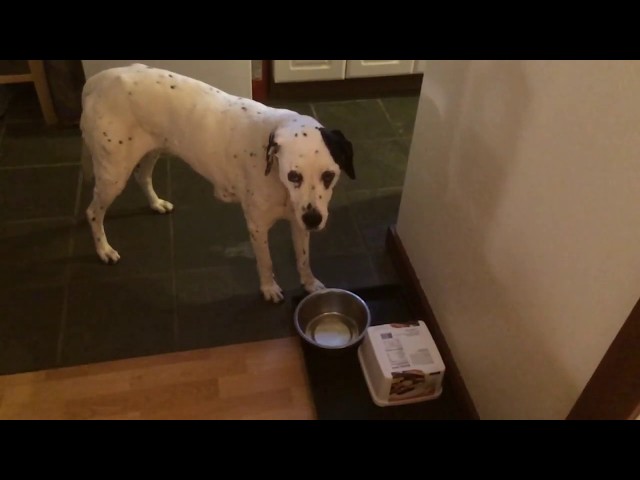 "Dog asks for more water" FEAT Howie The Dalmatian.