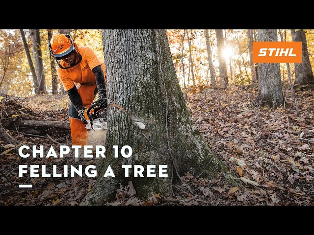 Chapter 10: Felling a Tree | STIHL Tutorial