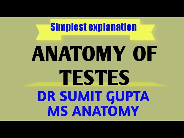 ANATOMY OF TESTIS