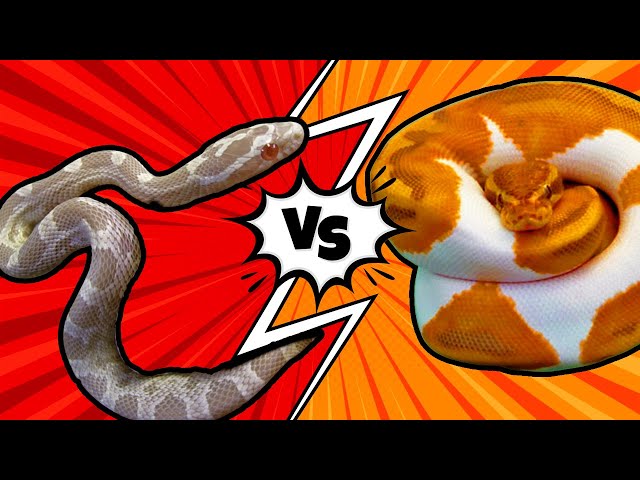 Corn Snakes VS Ball Pythons: Which is the Best Pet Snake?