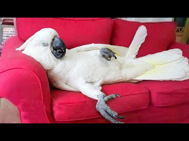 You Will Die Laughing At These Parrot 😂 Funny Parrot Videos 2026
