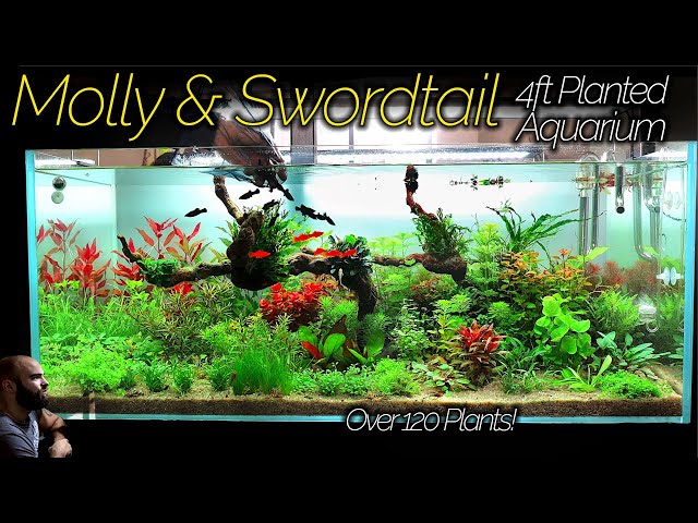 BLACK MOLLY & ORANGE SWORDTAIL Aquarium: Over 120 Plants IN ONE TANK!! (Aquascape Tutorial)