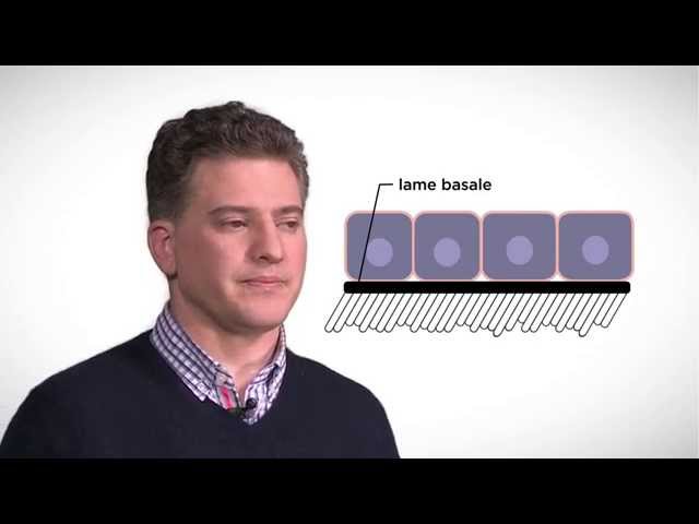 MOOC côté cours : Le rôle de la matrice cellulaire