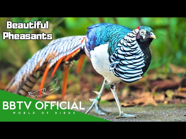 12 Most Beautiful Pheasants On Planet Earth | BBTV Official | Wildlife Documentary