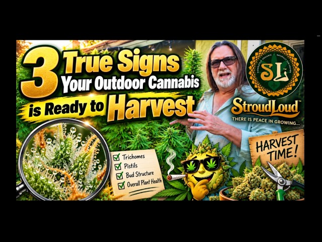 When to Harvest Your Outdoor Cannabis Plants. Look for these 3 Hints. How Pro's decide when to chop.