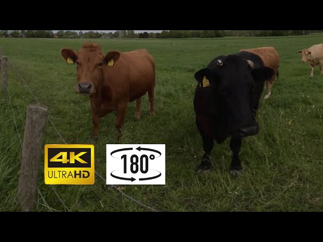 180VR 3D experience: Cows in Nieuwegein | Koeien in Nieuwegein