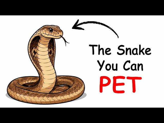 6 Snakes You Can Actually Keep as Pets 🐍 | From Calm Ball Pythons to Weird Hognose Snakes