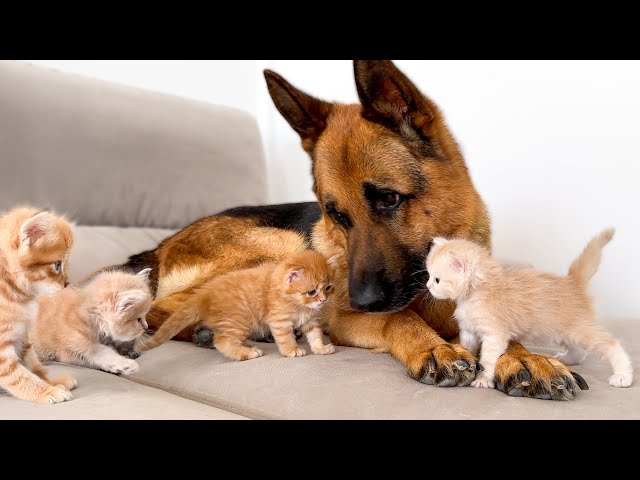 German Shepherd Confused by Attack of Tiny Kittens [Too Much Love!]