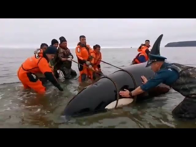 INCREDIBLE Rescues | Animals & Pets