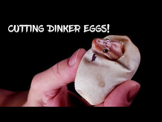 My Ball Python 'Dinker' Eggs are Hatching!  See the Results!