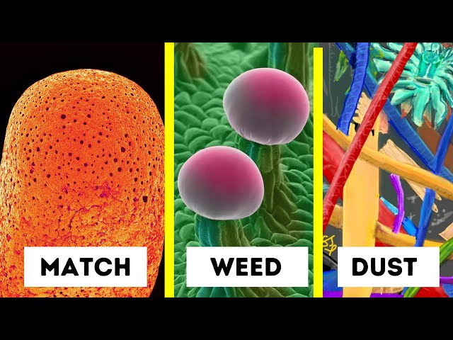 Objects Under Electron Microscope! (Part - 3)