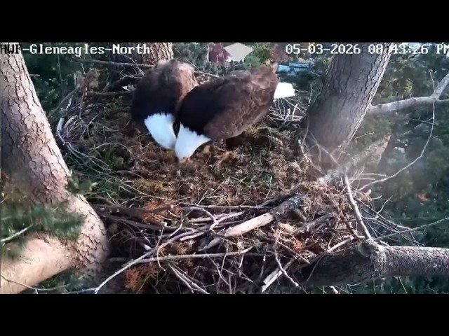 More Nest Work at Gleneagles