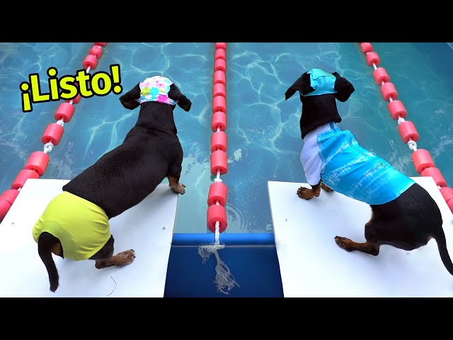 Las Salchiolimpiadas 🏅- Divertidas competencias de perros salchicha 🌭