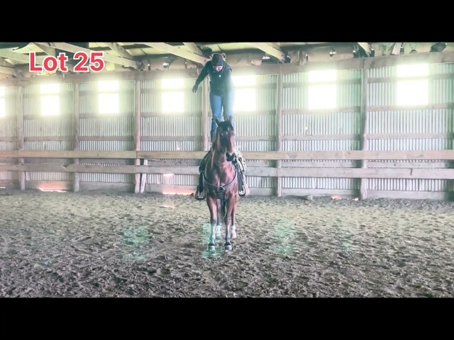 Jacks Whiskey Blues Moscow Lot 25 BHSS Horse Sale 