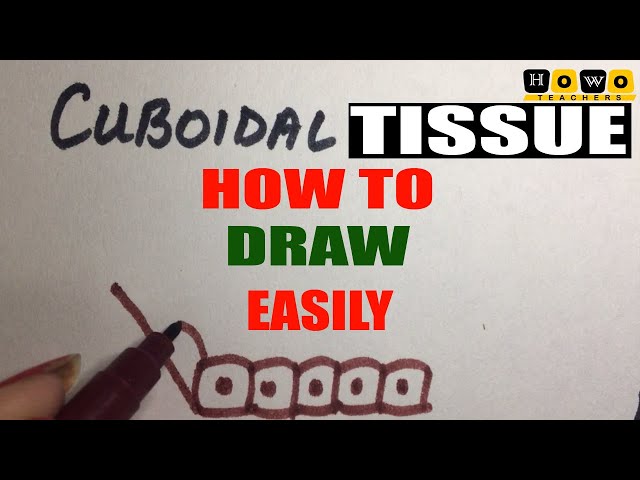 PLANT AND ANIMAL TISSUE | EASY DIAGRAM | VOLUNTARY | INVOLUNTARY | EPITHELIAL | BIOLOGY | HOWO