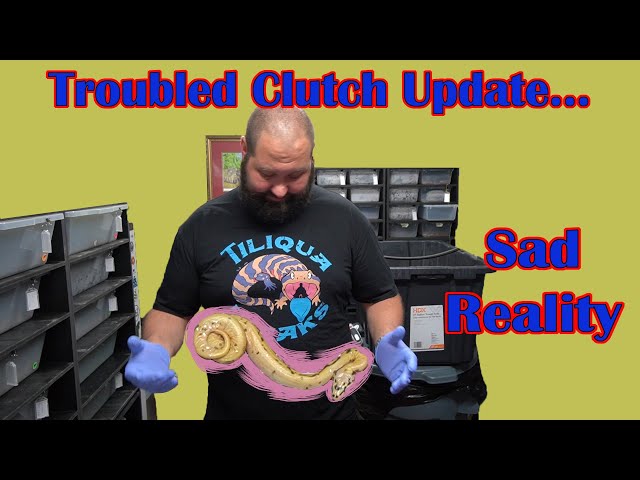 Expensive Ball Python Clutch Troubles and A Few Updates!
