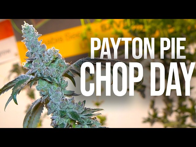 Payton Pie Harvest Day - Farming Gas In RDWC at Home